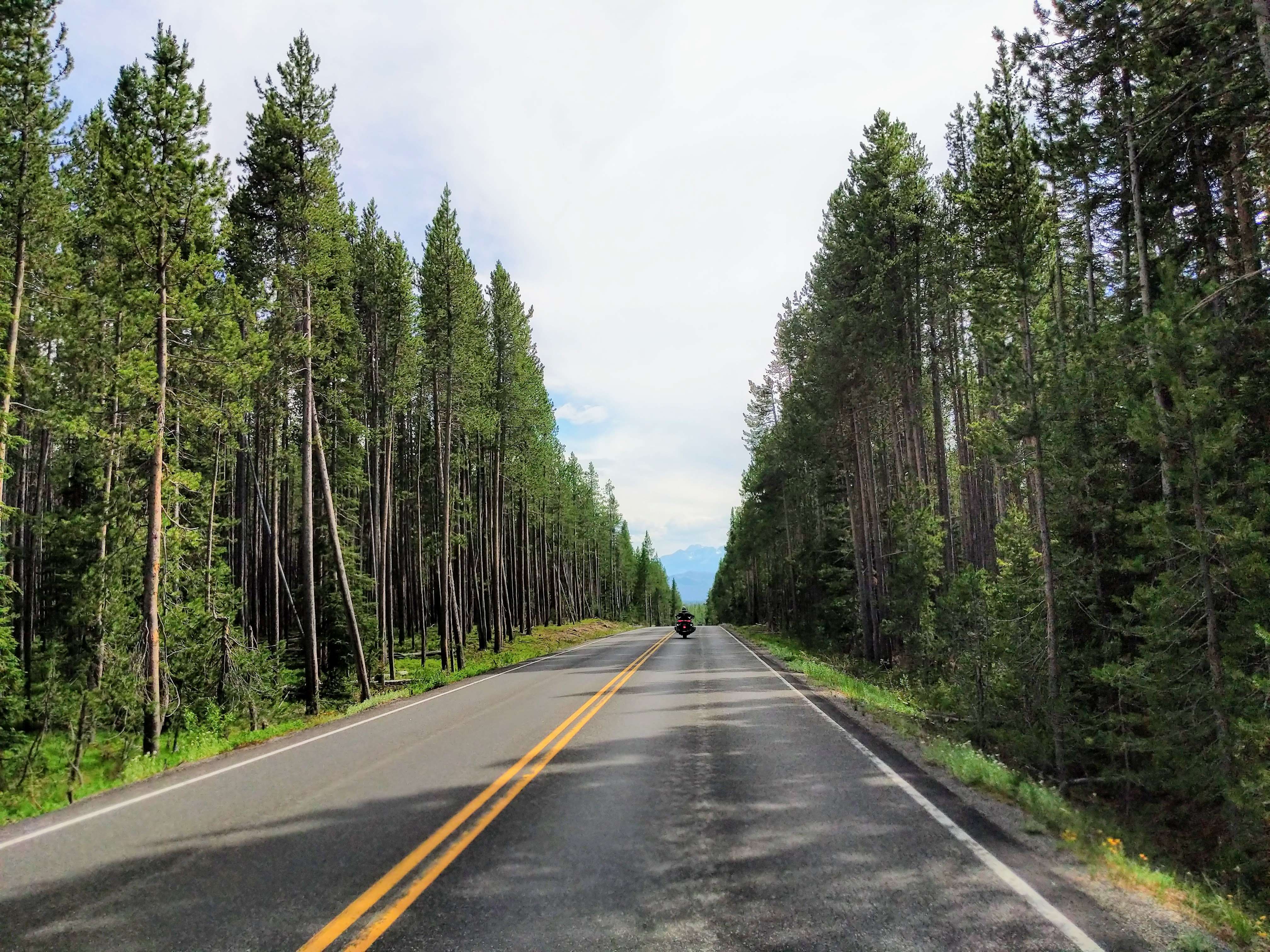 a road surrounded by pine trees in yellowstone national park
