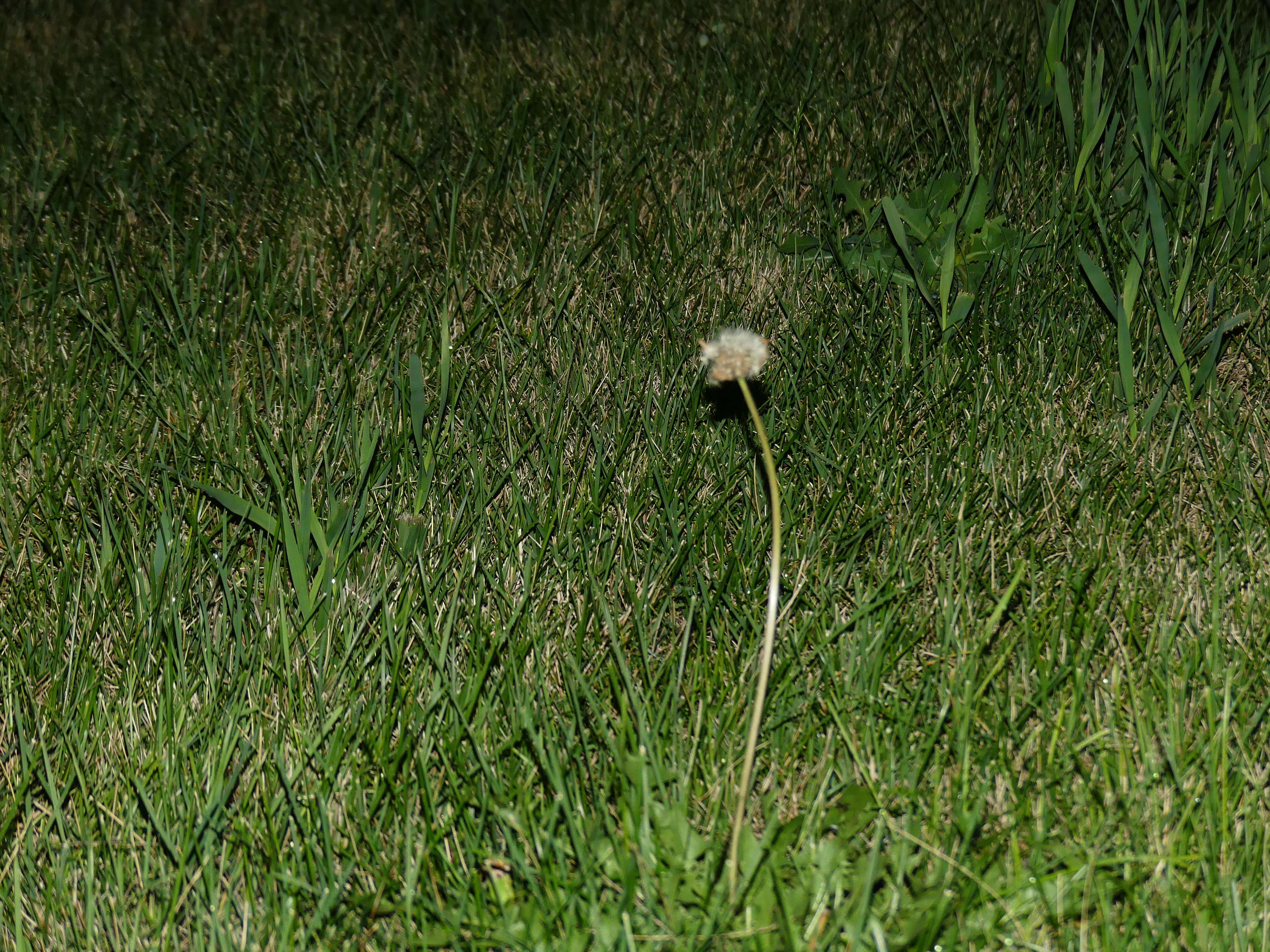 a single dandelion in the grass at night