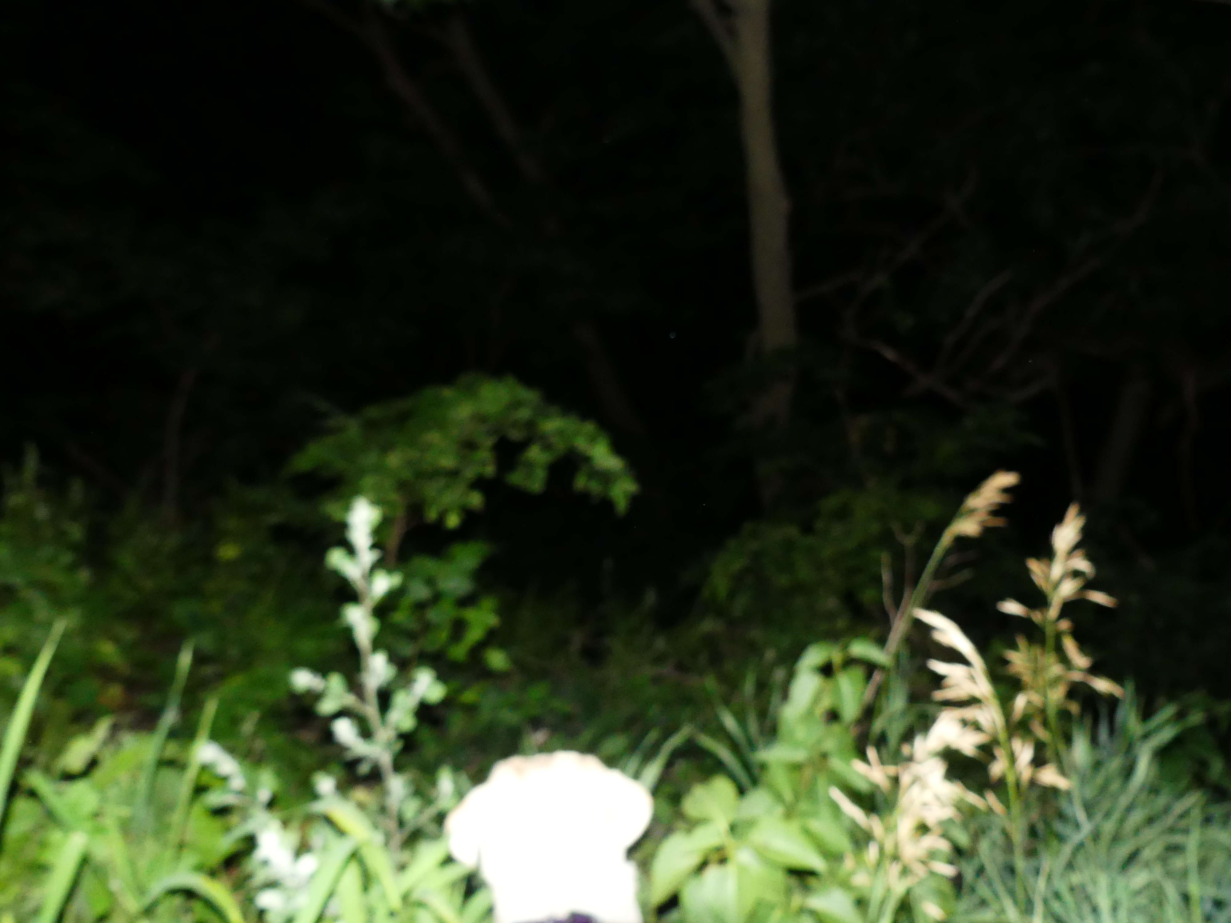 a dog in the woods at night