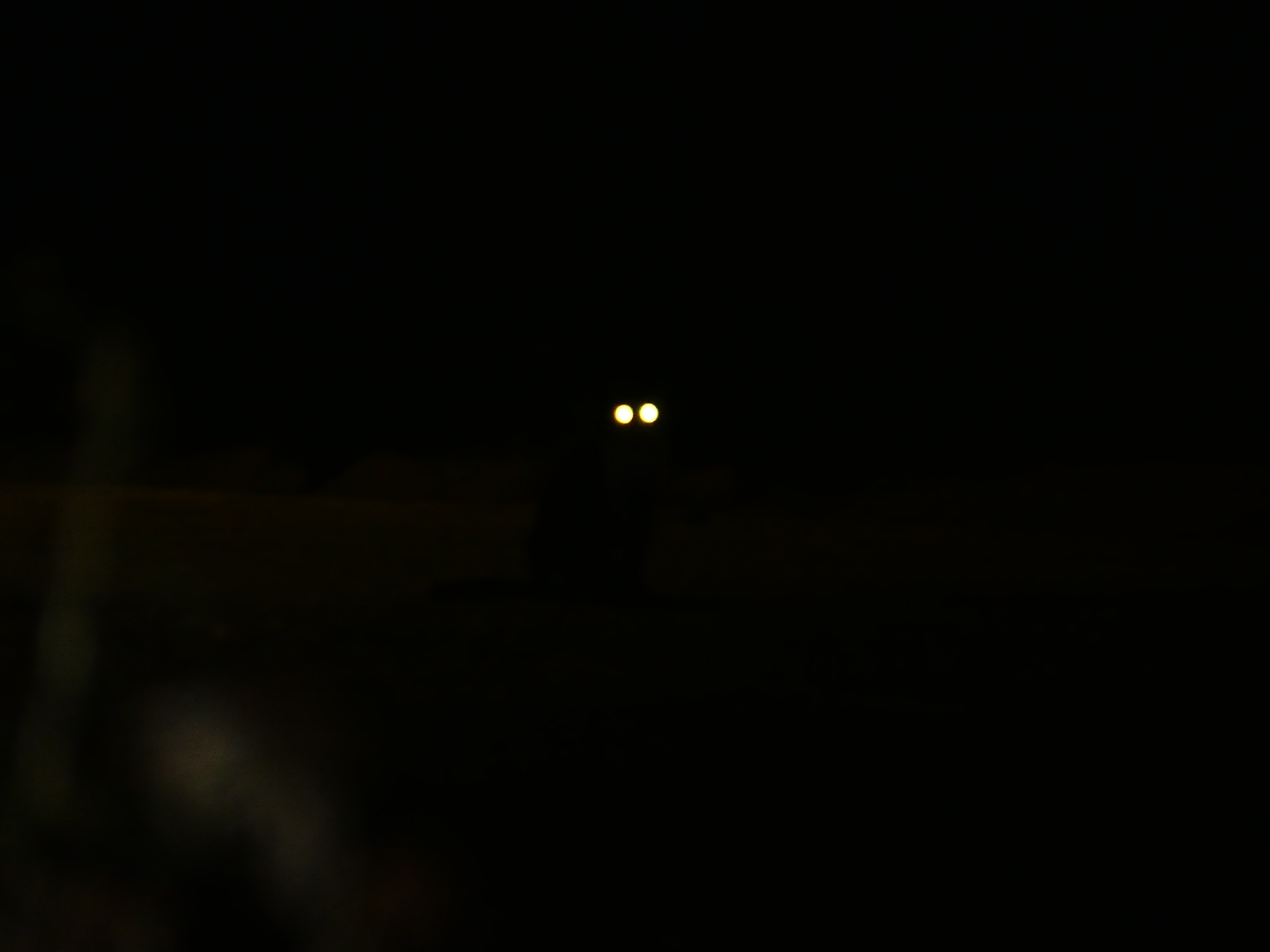 a cat is standing in the dark at night