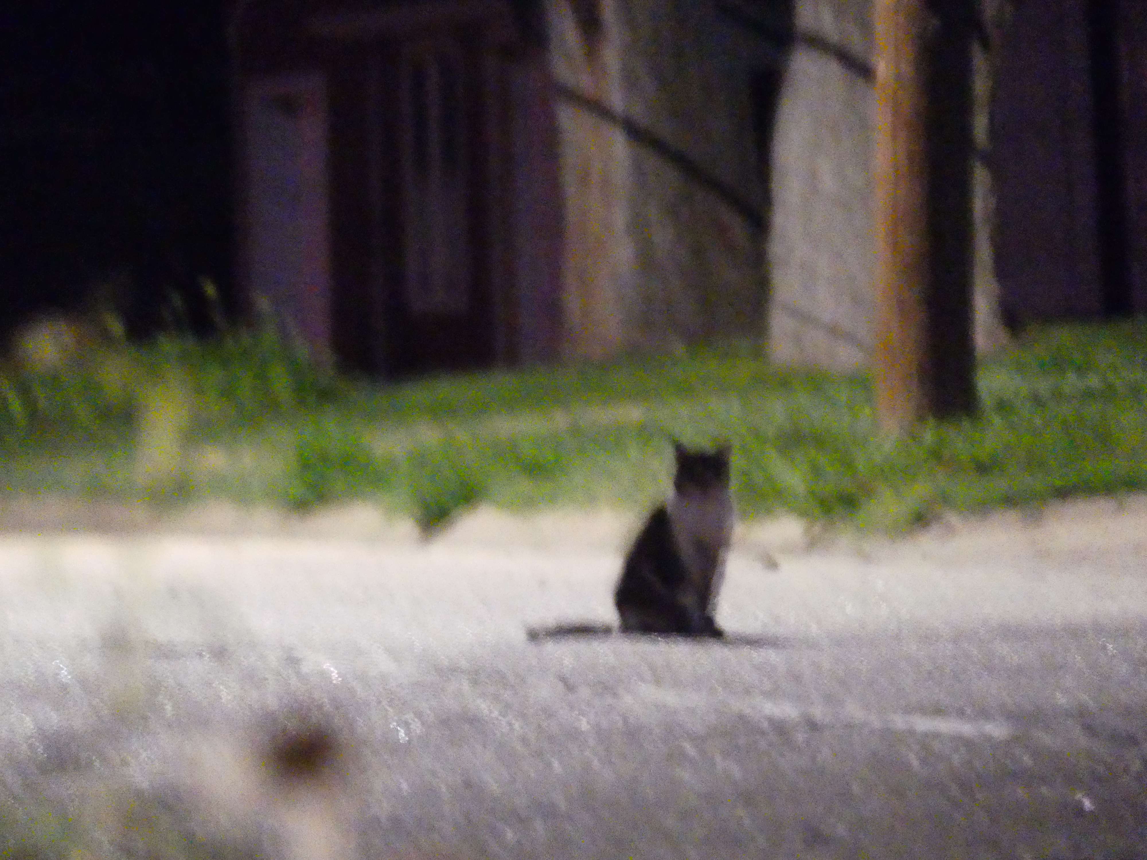 a cat sitting in the middle of a street at night