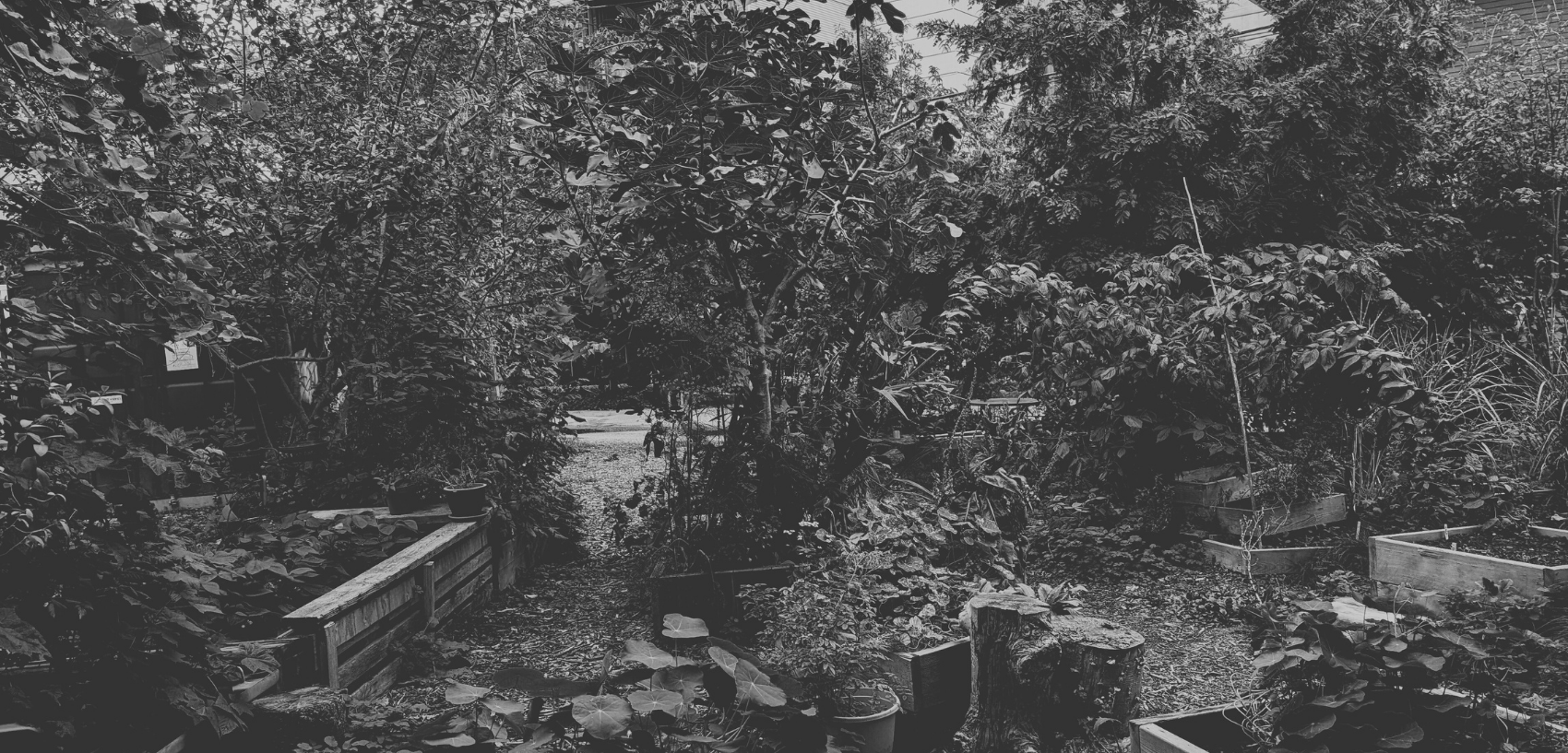 CHAPS tip jar: a black and white photo of a garden
