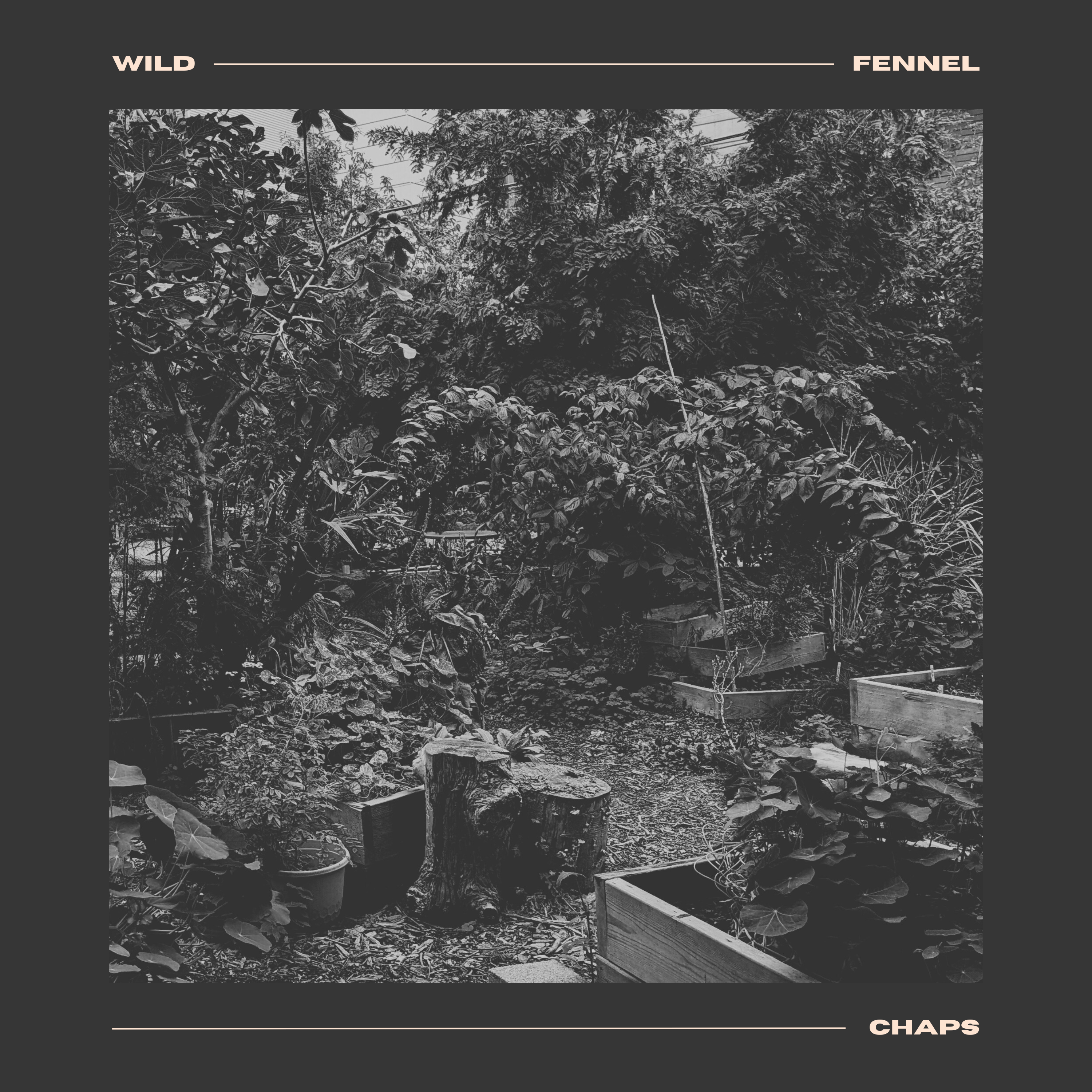 CHAPS - Wild Fennel: a black and white photo of a garden with plants in it