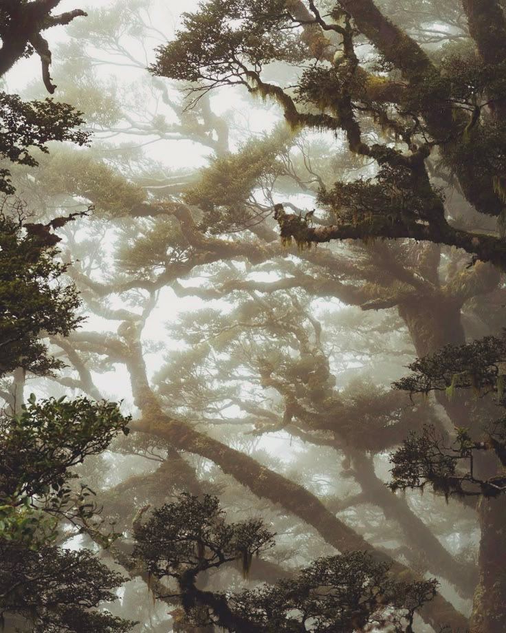 Meer Mutter tip jar: a foggy forest with mossy trees in the background