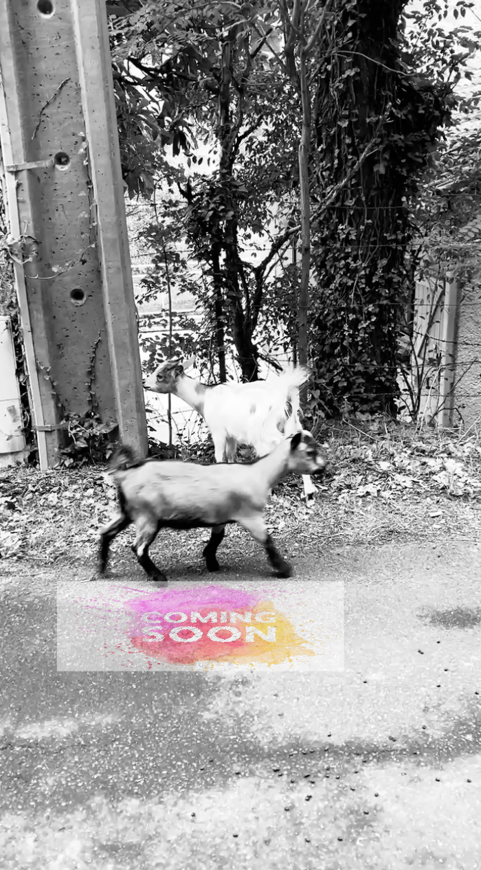 Lola Perrin - The Design - new single: a black and white photo of two dogs walking down a street