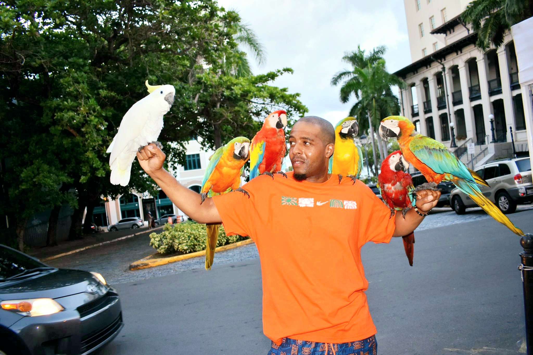 a man in an orange shirt holding parrots on his shoulders