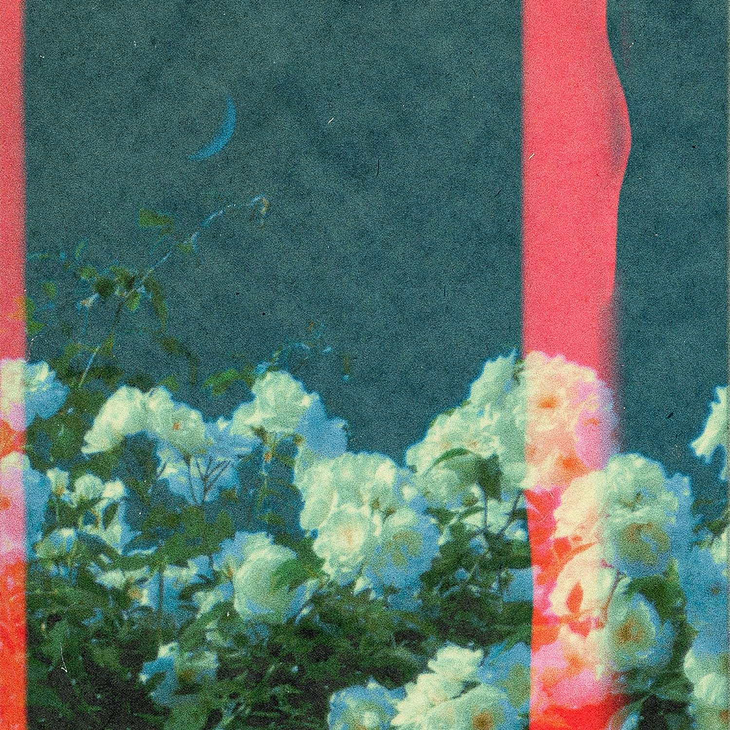 a photo of a white flower with a red stripe