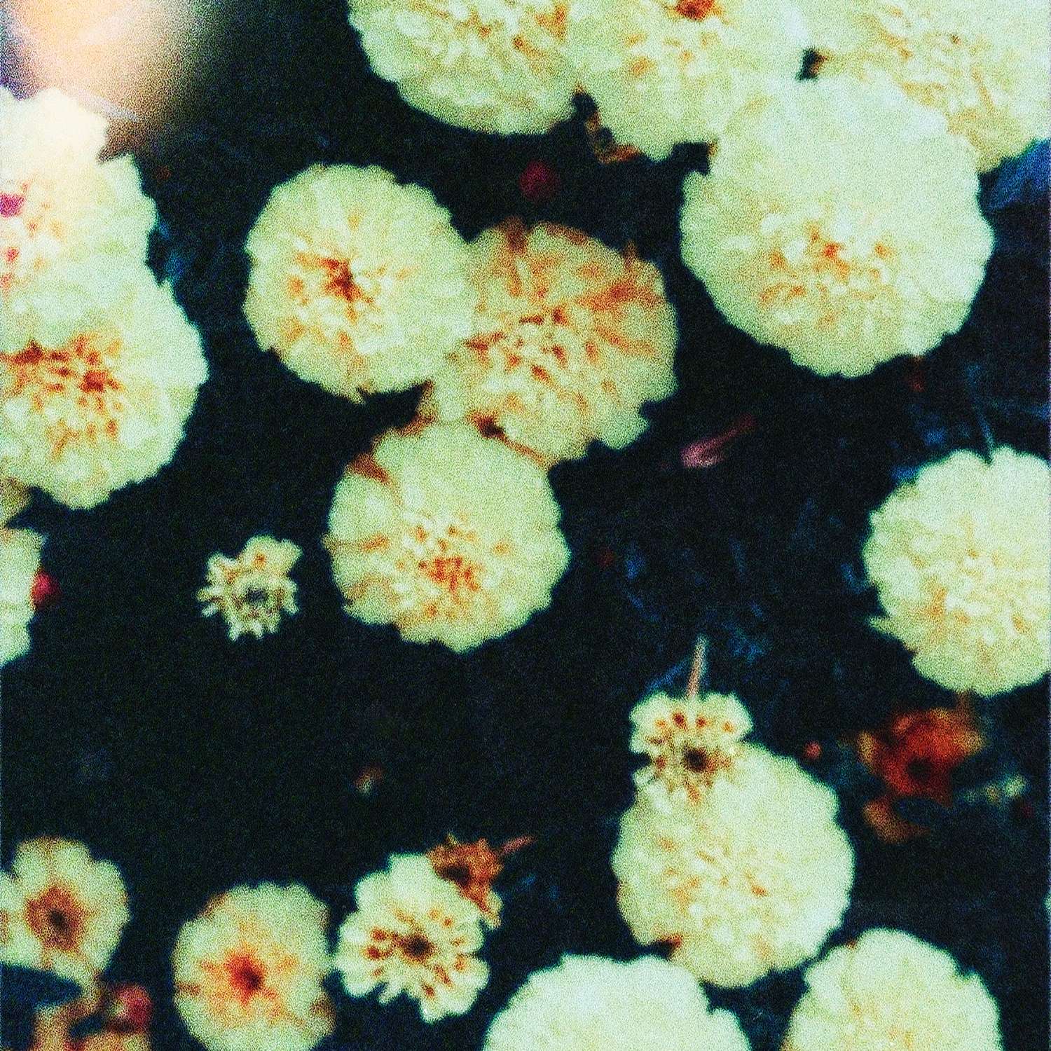 yellow flowers on a black background