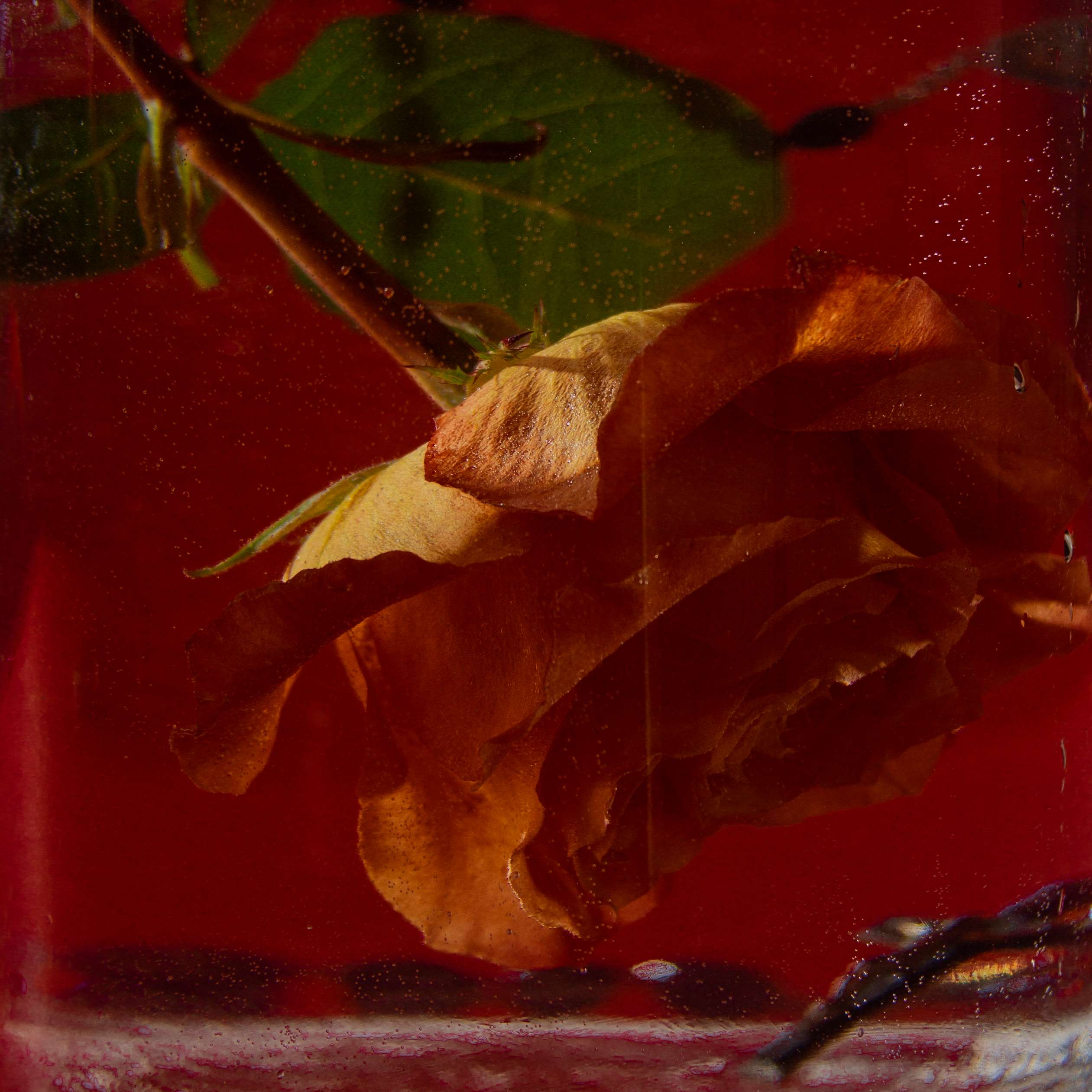 a rose in a glass of water