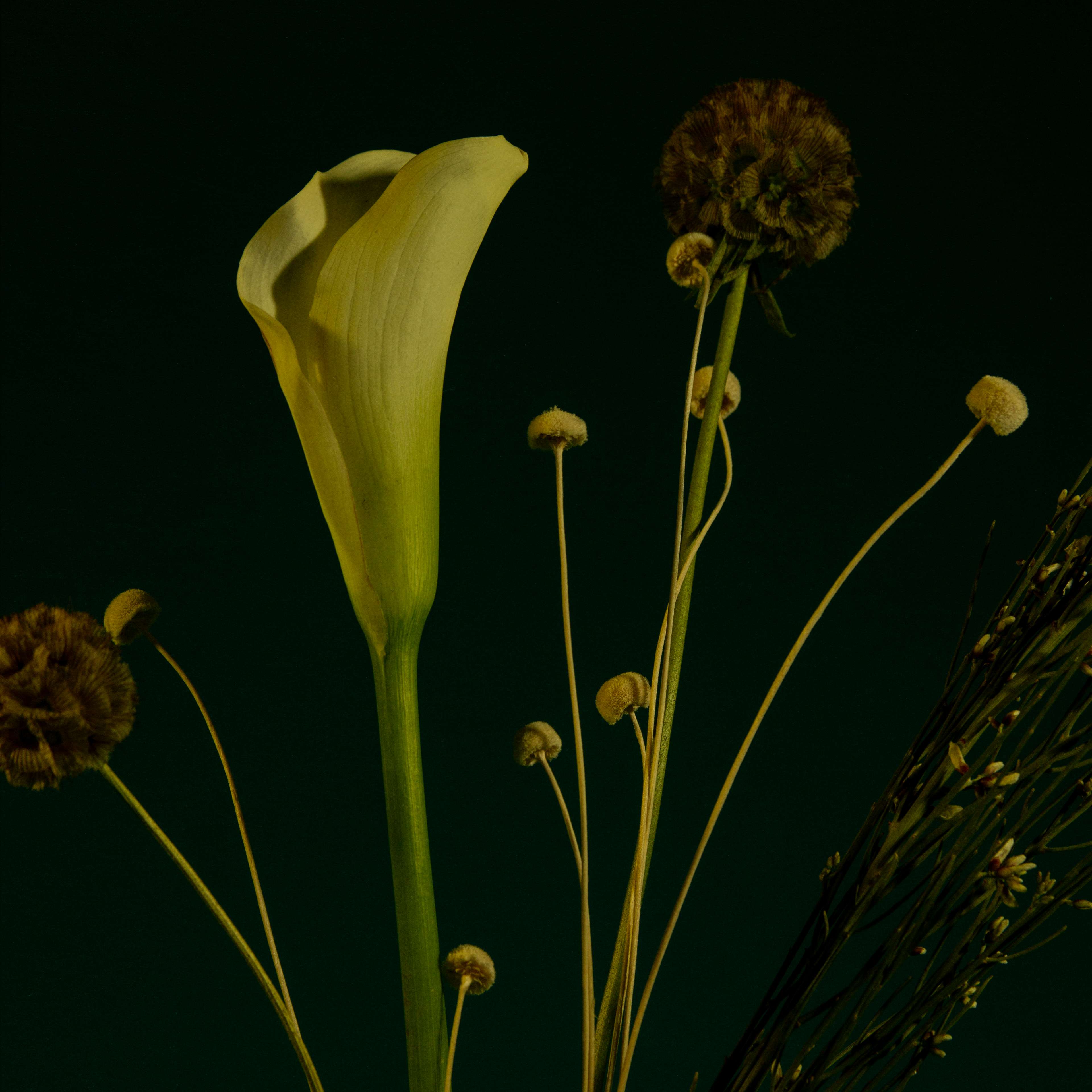 a white flower in a vase against a dark background