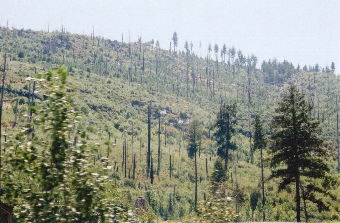 a view of a mountain with trees in the background