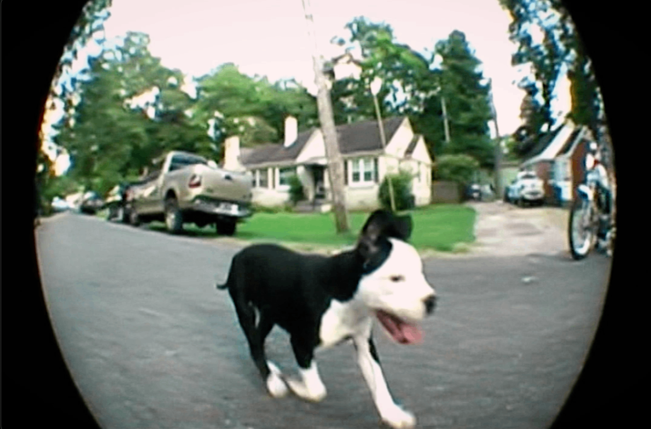 a black and white dog running down a street