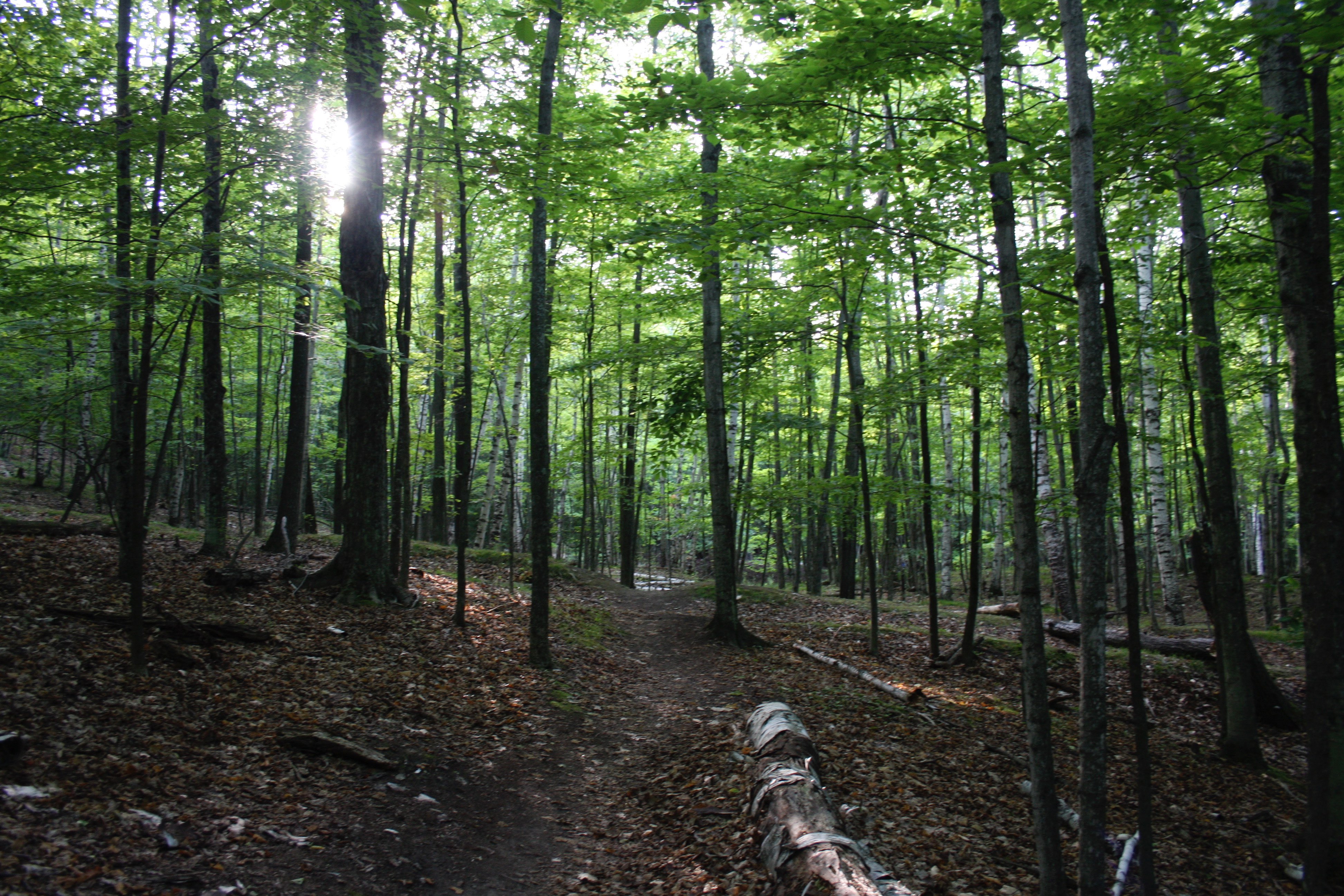 a trail in a wooded area