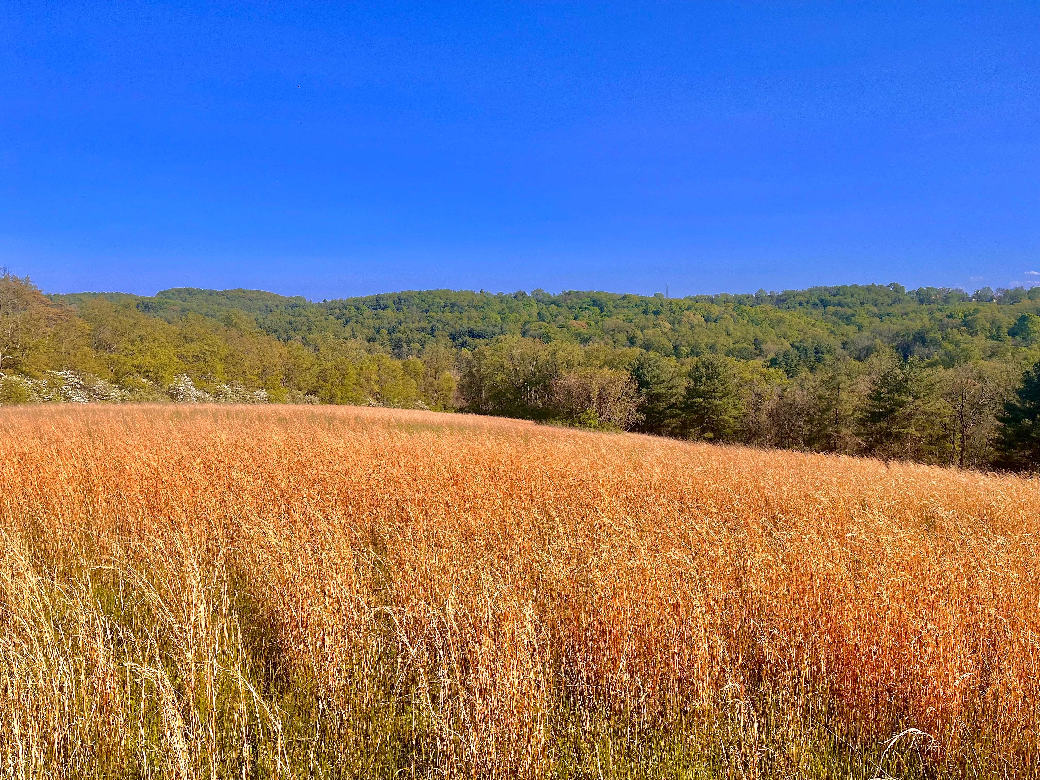 a field of brown grass with a blue sky