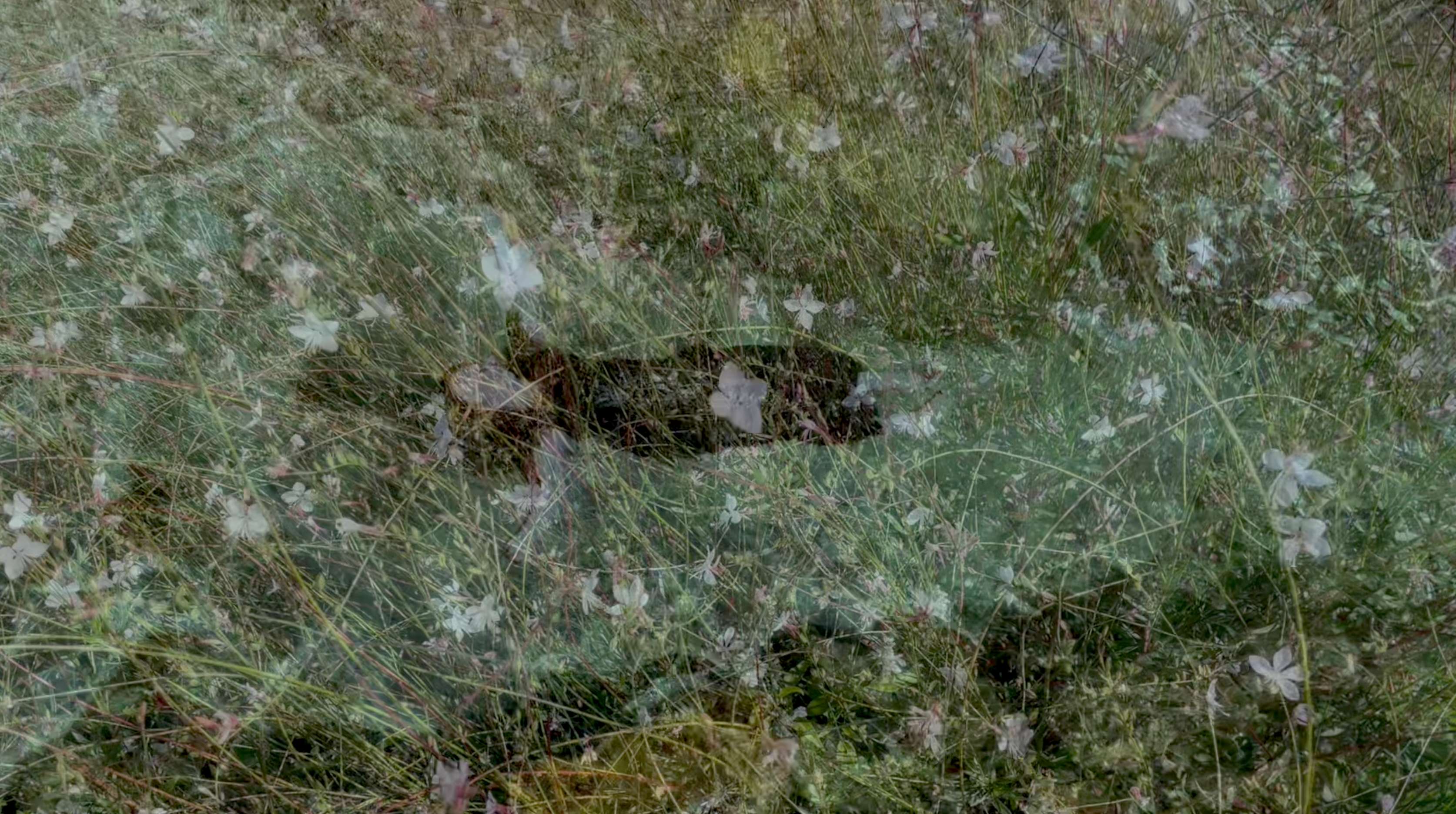 an image of a person in a field of grass