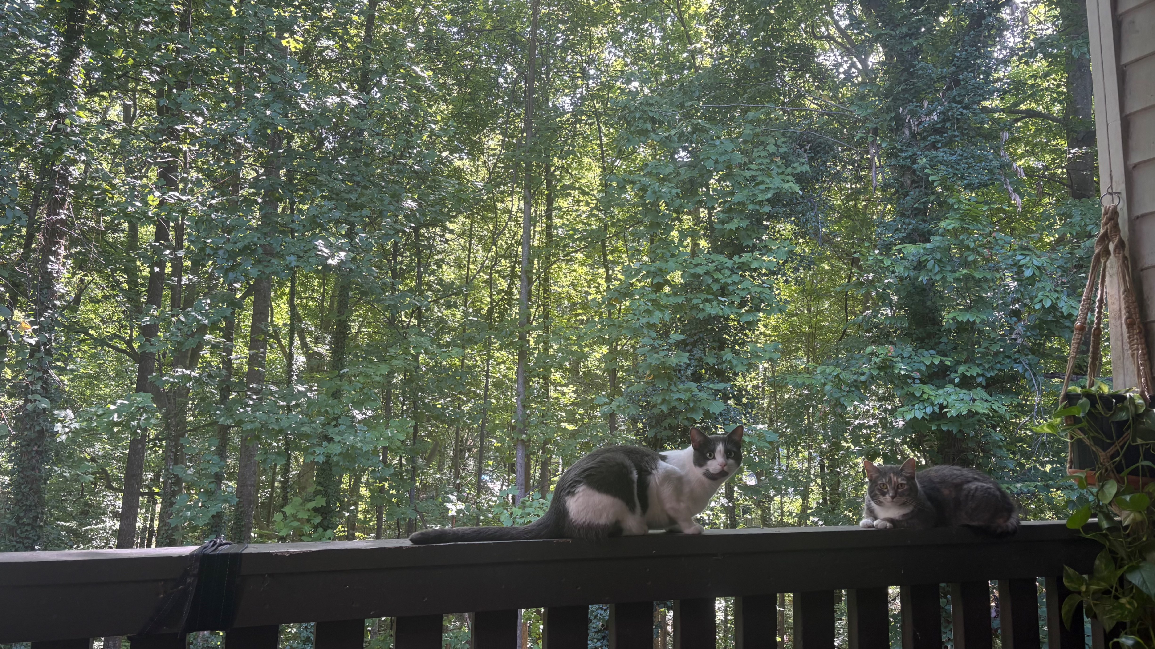 two cats sitting on a railing in a wooded area