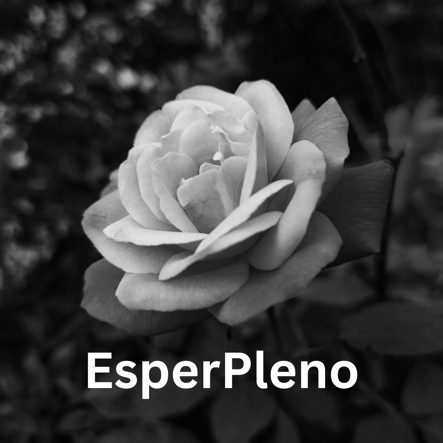 a black and white photo of a rose with the words esperplno