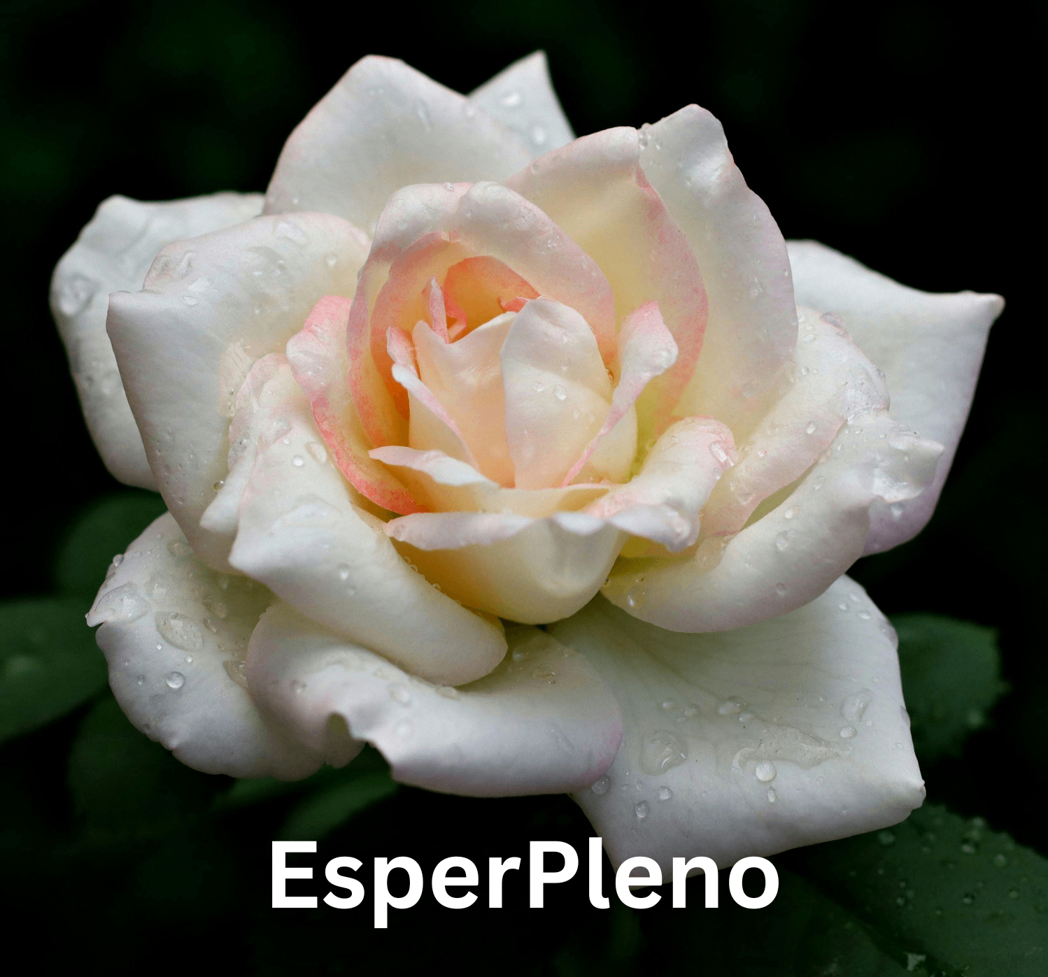 a white rose with water droplets on it