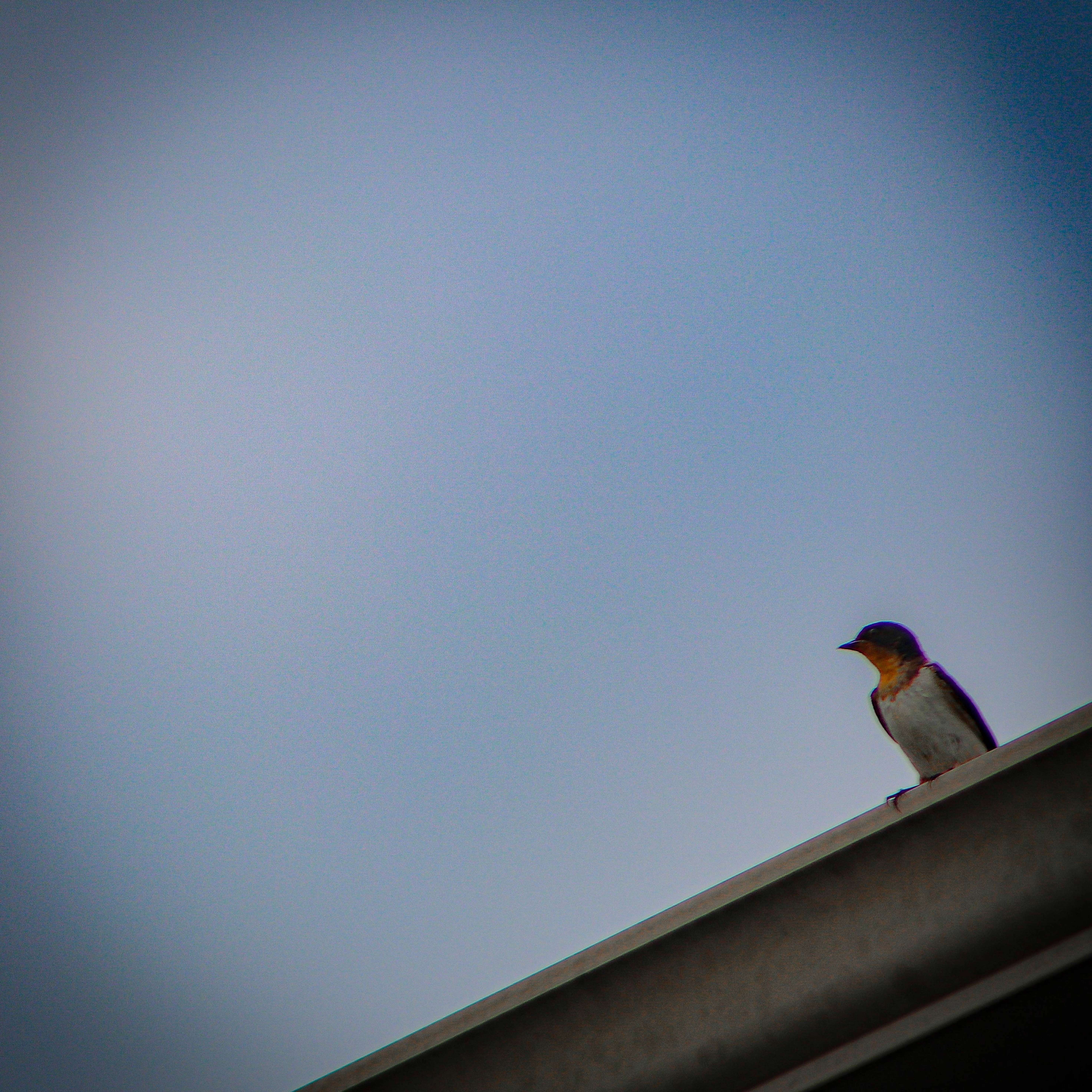 a bird perched on the edge of a building