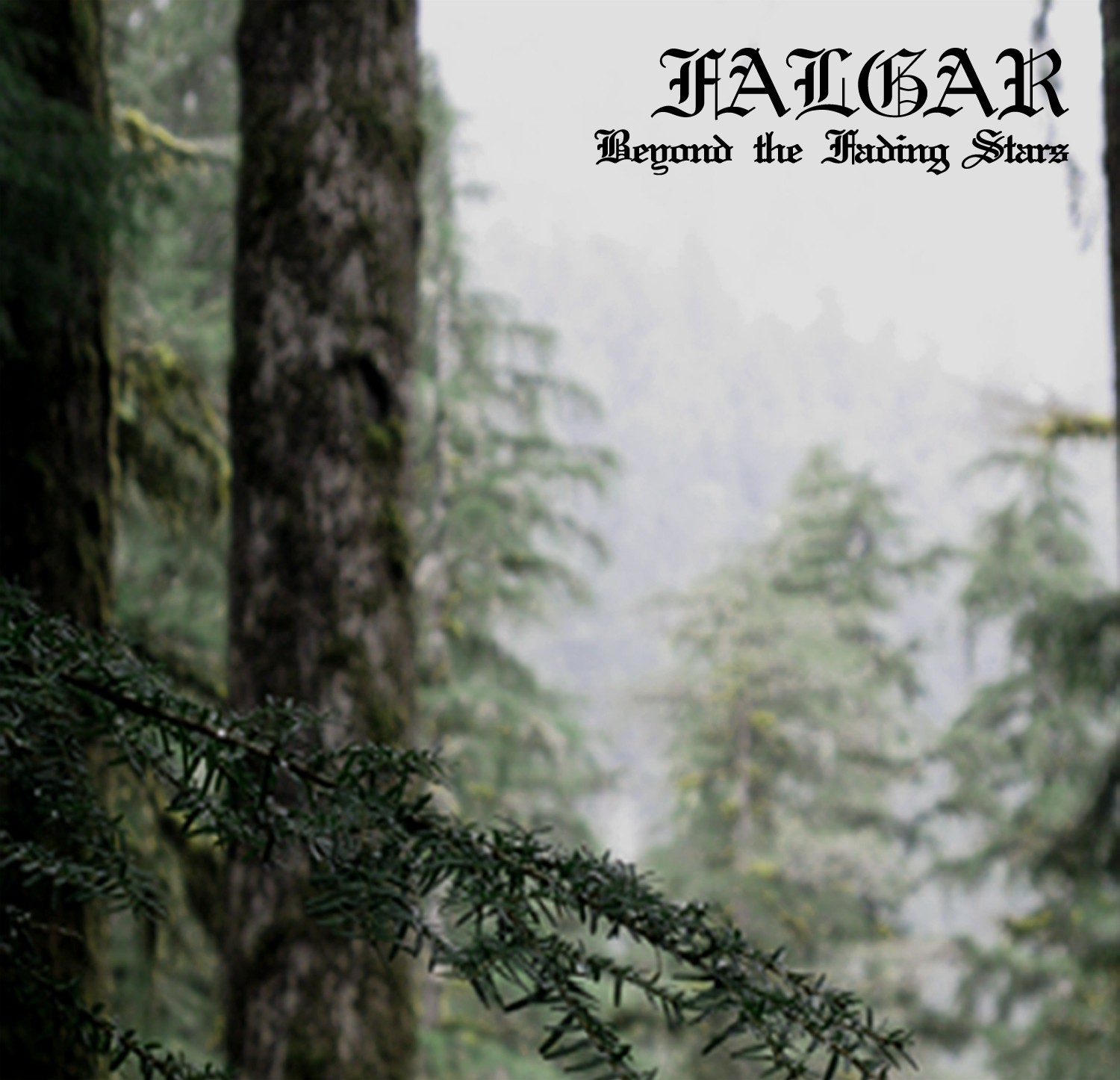 a forest with trees in the background