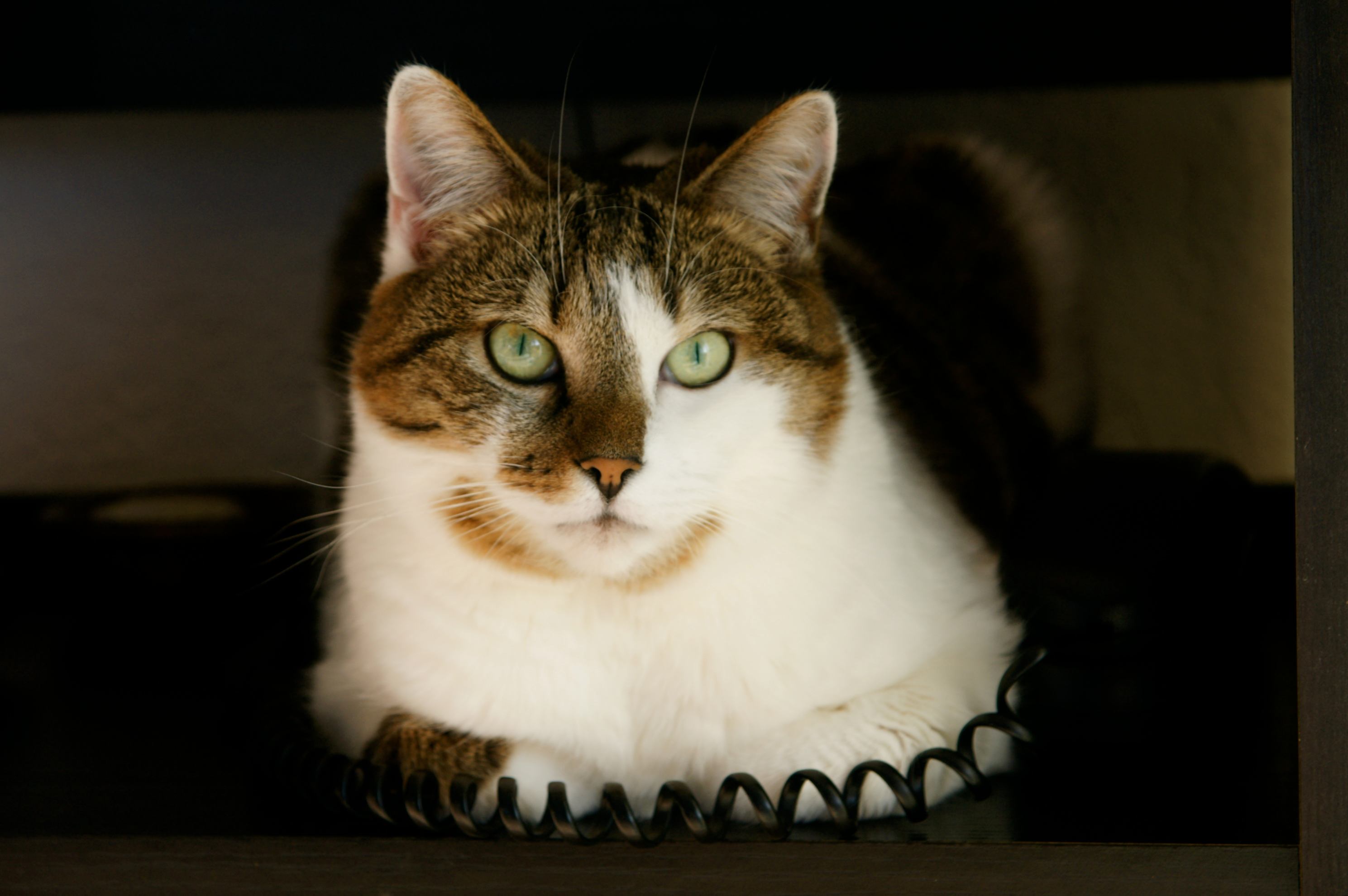 a cat laying on top of a telephone