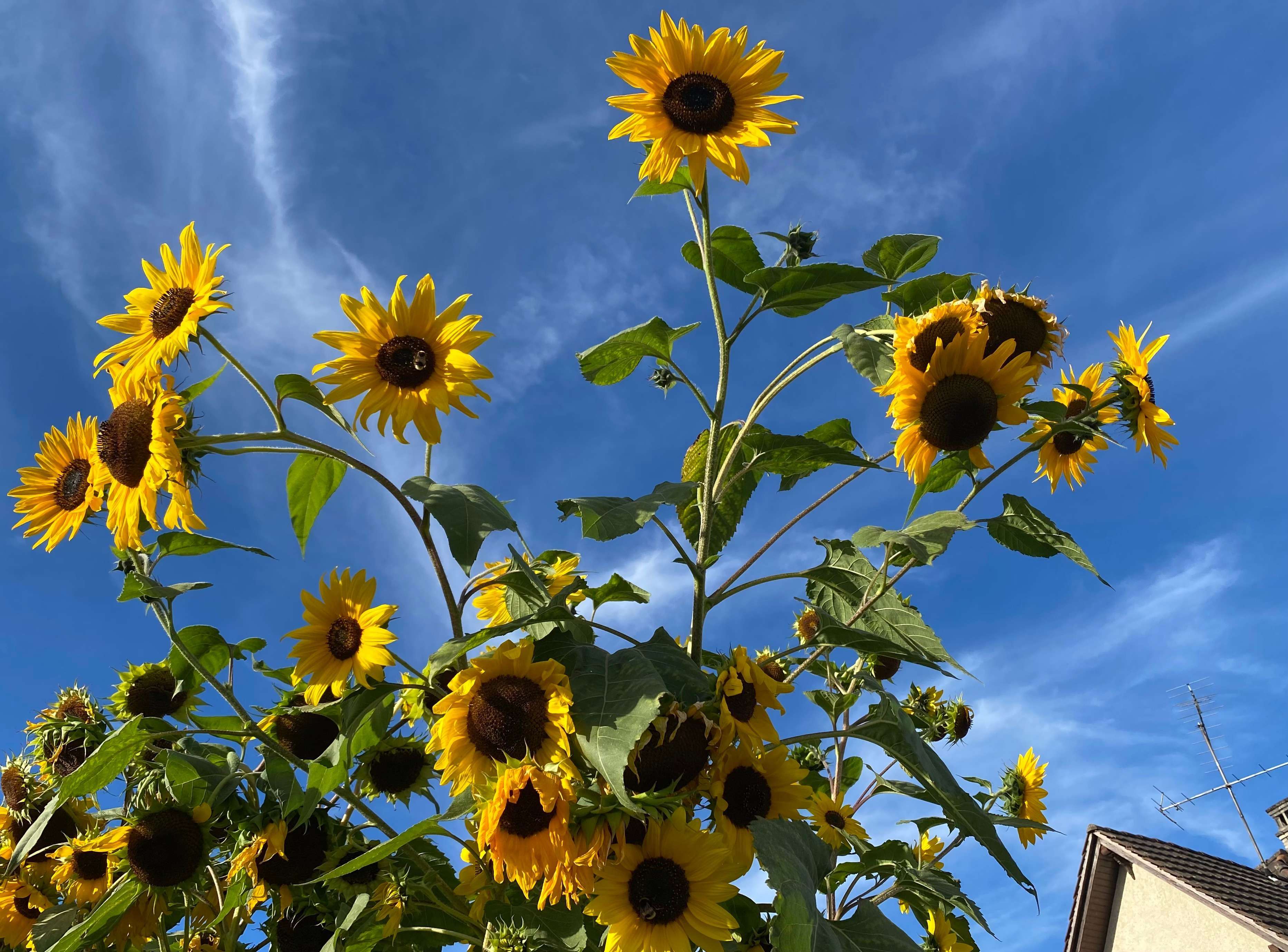 a bunch of sunflowers in front of a house