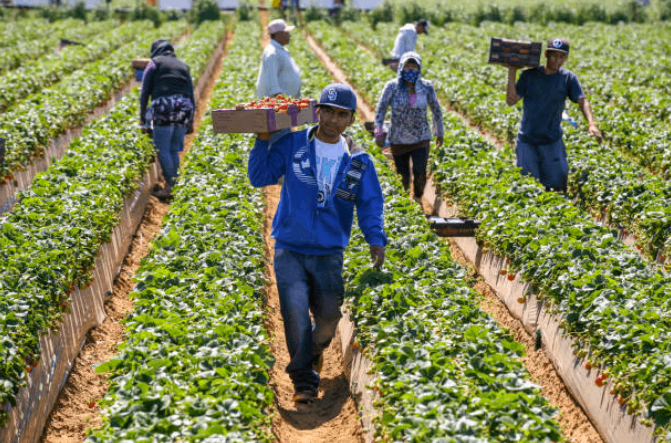 Acorn Whiskey - The Farmer Feeds Us All (Knowles Shaw): a group of workers carrying boxes in a strawberry field