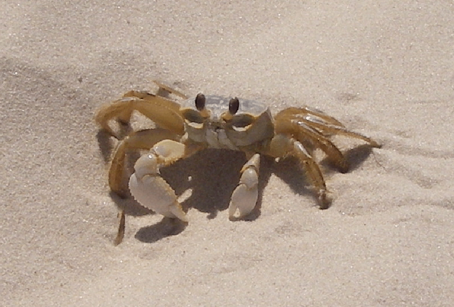Acorn Whiskey - Down The Road: a crab crawling through the sand on a beach