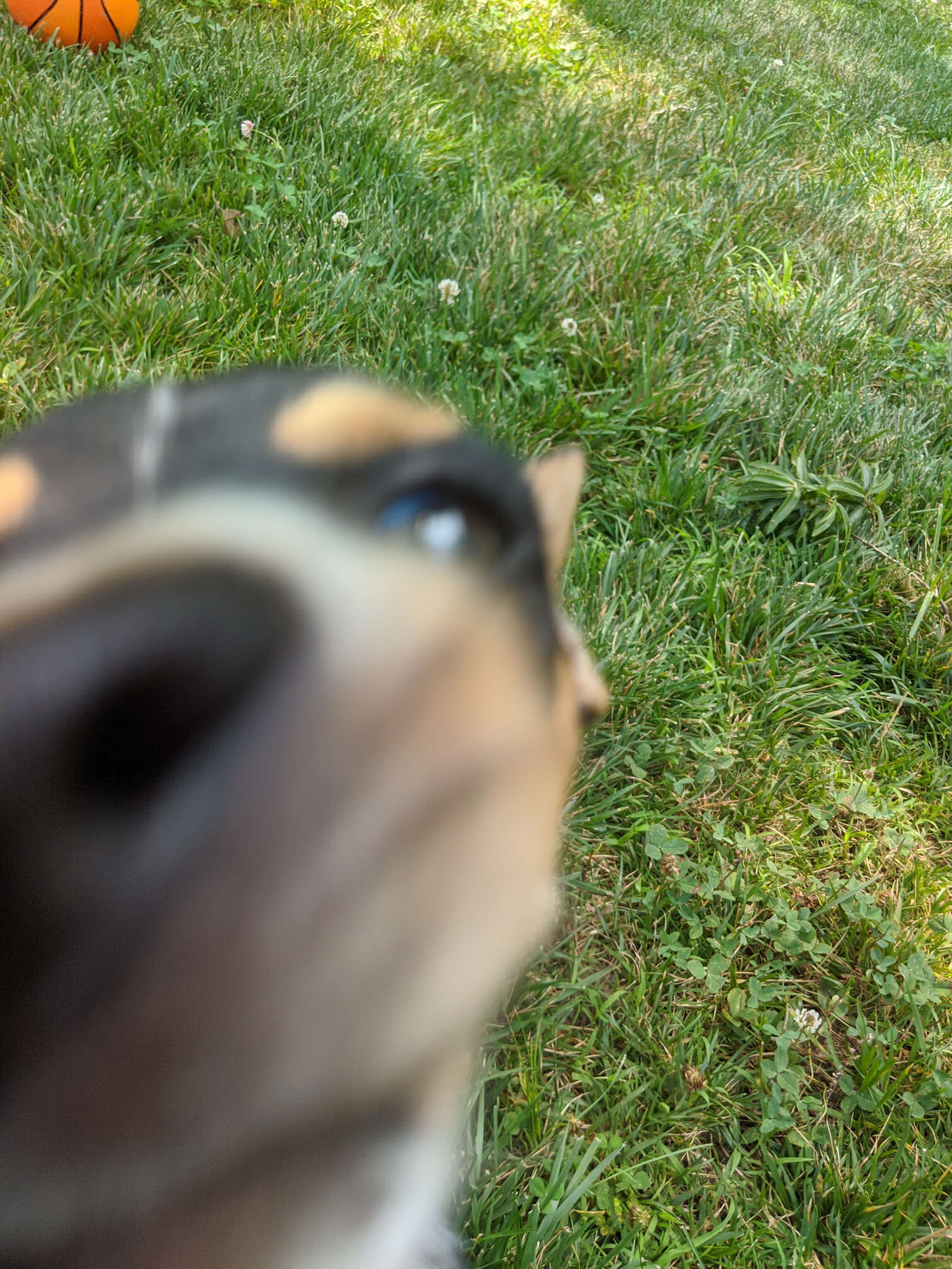 Acorn Whiskey - Big Eyed Rabbit: a dog is looking at a basketball