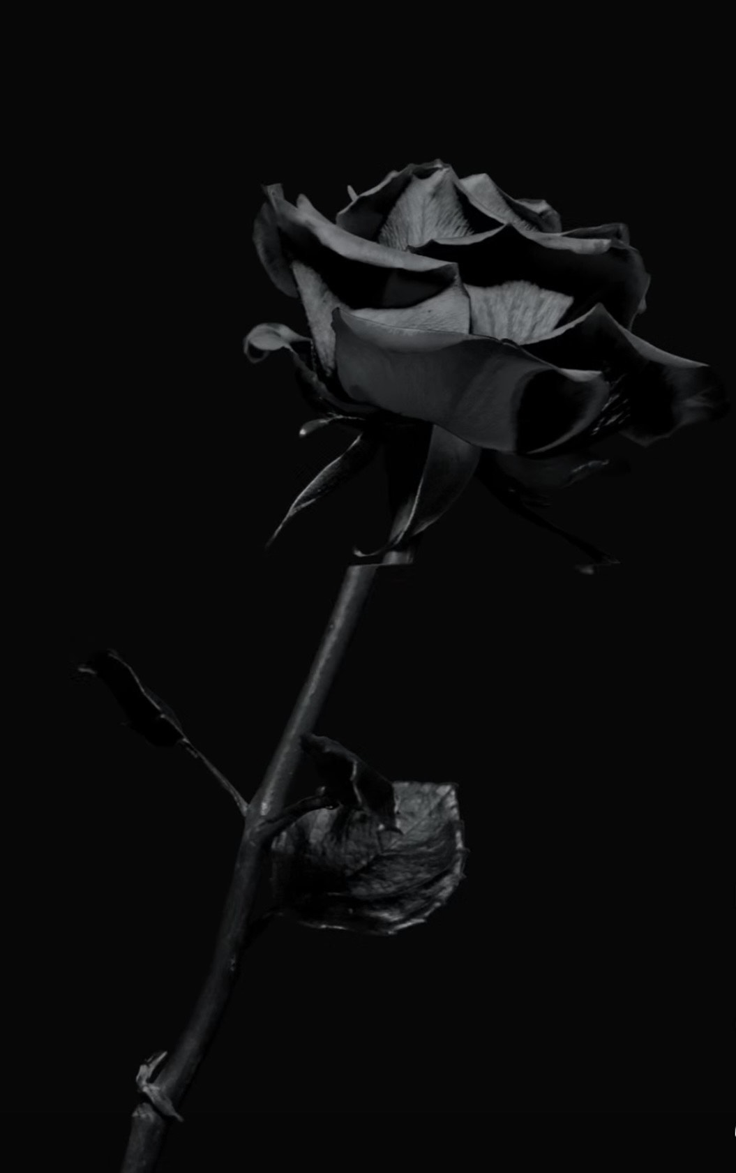 GenarationZ  - Seance: a black rose on a black background